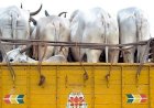 गौ वंश तस्करी पर नहीं लग पा रही है रोक.....