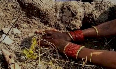 होशंगाबाद , बरगी और अब छिंदवाड़ा में भी महुआ का चमत्कार