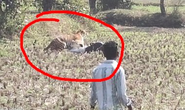 बाघ आया करीब तो मरने की एक्टिंग करने लगा शख्स... देखे पूरी खबर