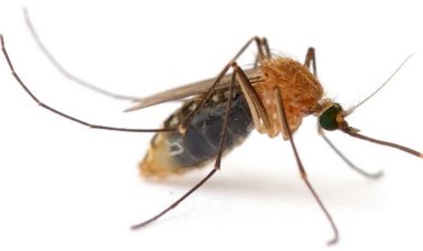 लाखों लोगों को रोजगार देता ये 'मच्छर'