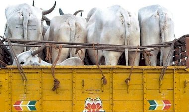 गौ वंश तस्करी पर नहीं लग पा रही है रोक.....