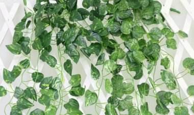 क्या सचमुच मनी प्लांट लगाने से घर में पैसा आता है, आइये जानते है 