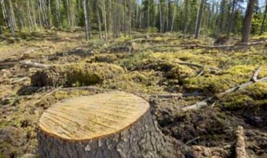 पकड़ा गया कुख्यात वन माफिया बिश्नोई 