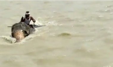 Video : उफनती गंगा नदी में फंसे हाथी और महावत, हाथी ने इस तरह बचाई जान