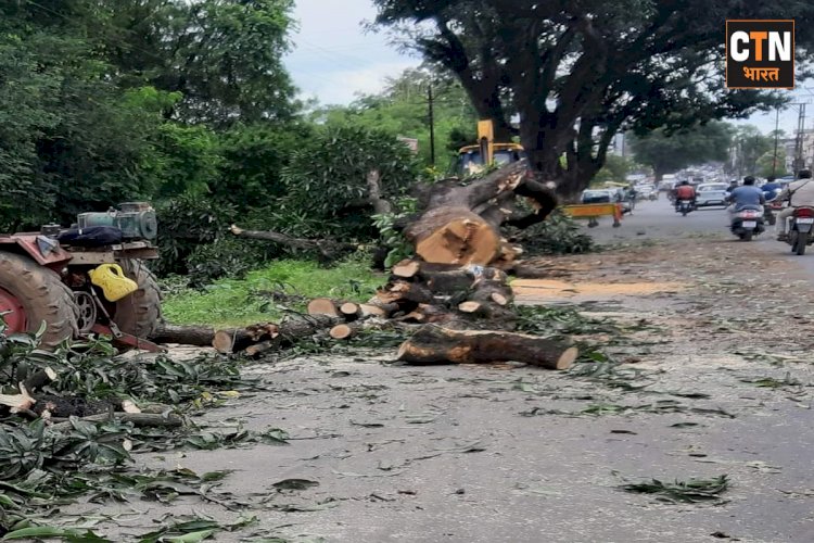 इन पेड़ और पर्यावरण का हत्यारा कौन ? एक तरफ विकास, दूसरी तरफ प्रकृति को नुकसान, शहर कैसे बनेगा स्मार्ट.....?