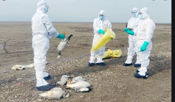 बर्ड फ्लू की मध्यप्रदेश के इन नौ जिलों में पुष्टि, सरकार ने अलर्ट किया 