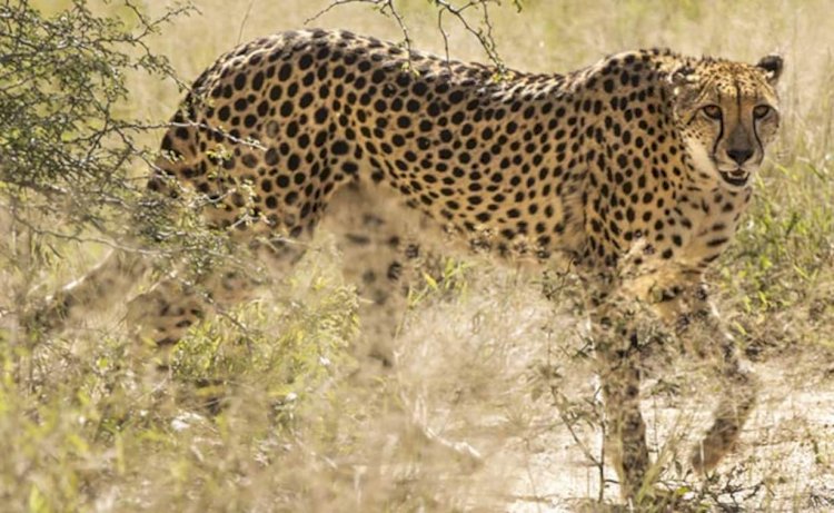 नामीबिया से चीते लाकर उन्हें मध्यप्रदेश के कूनो राष्ट्रीय उद्यान में बसाने का कार्य करेगी सरकार 