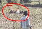 बाघ आया करीब तो मरने की एक्टिंग करने लगा शख्स... देखे पूरी खबर