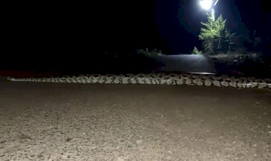 पचमढ़ी में विशालकाय अजगर:20 फीट के अजगर को सड़क पर रेंगते देख उड़े होश, झाड़ियों में घुसा
