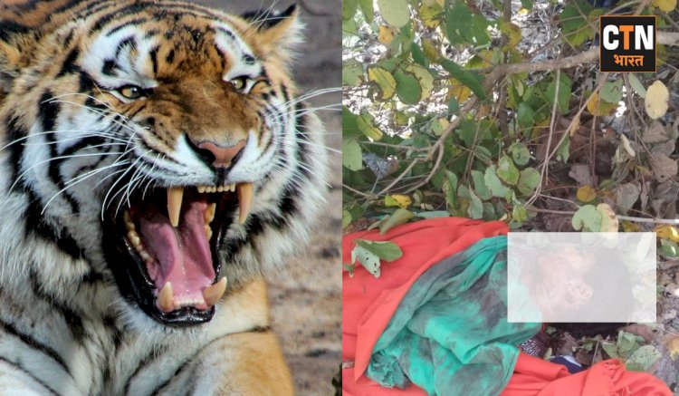 महुआ बीनने गई युवती का बाघ ने किया शिकार, देखे पूरी खबर....